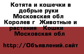 Котята и кошечки в добрые руки - Московская обл., Королев г. Животные и растения » Кошки   . Московская обл.